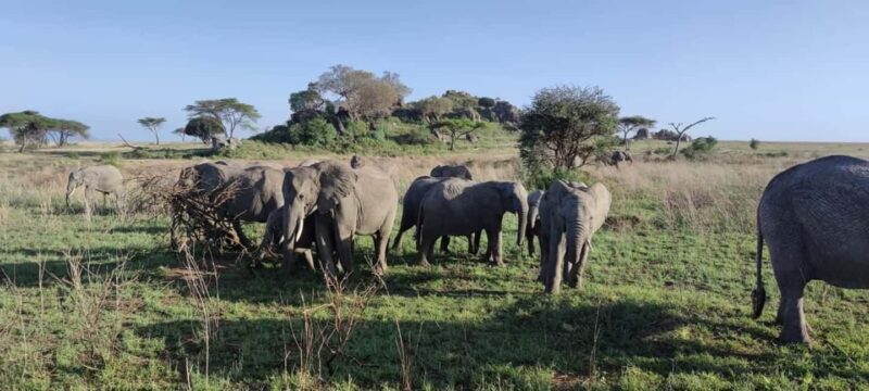 5 Day Safari Tarangire, Serengeti, Ngorongoro & Manyara Join - Day 5: Lake Manyara and Return to Arusha