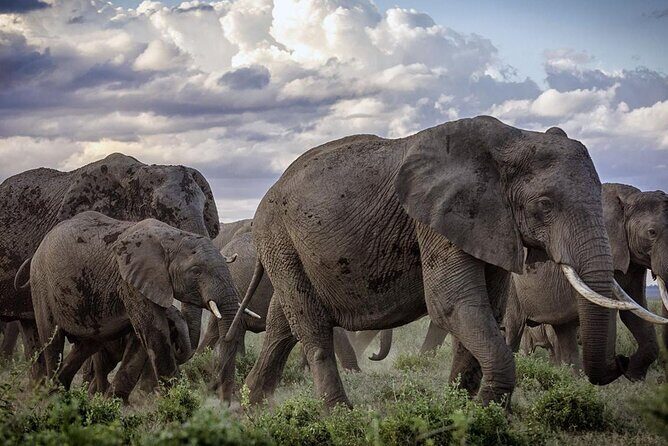 5-Day Safari Tour in 3 National Parks - An Honest Look at the Itinerary