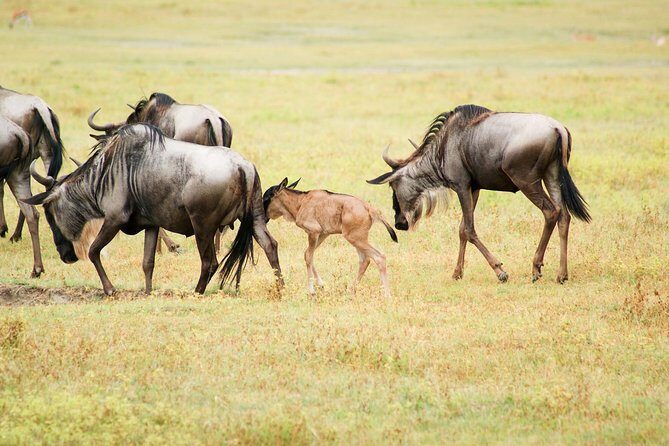 5 Day Serena Luxury Tanzania Safari - Key Points