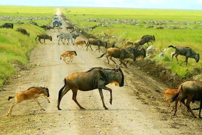 5 Day Serena Luxury Tanzania Safari - Practical Considerations