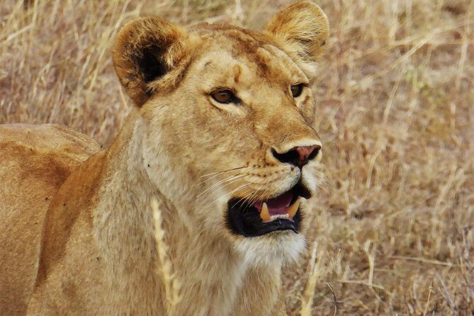 5 Day Serena Luxury Tanzania Safari - Who Is This Safari Best For?