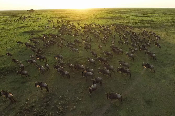 5 Day Serena Luxury Tanzania Safari - The Sum Up