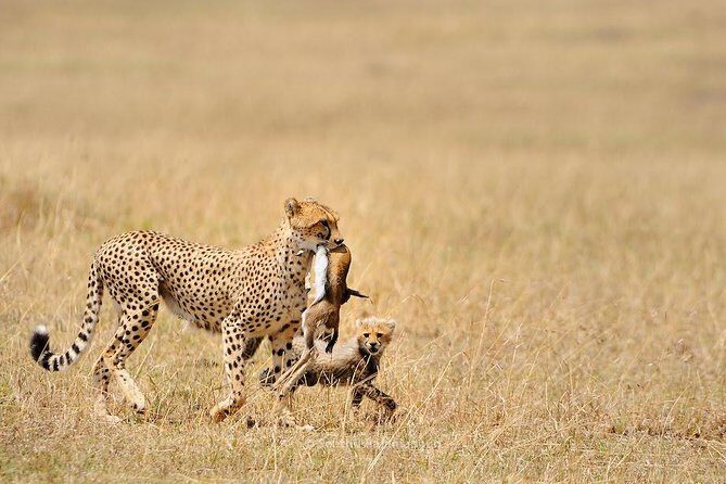 5 Day Serengeti, Tarangire, & Ngorongoro & Manyara Grass Root Safari. - An Overview of the Tour Experience