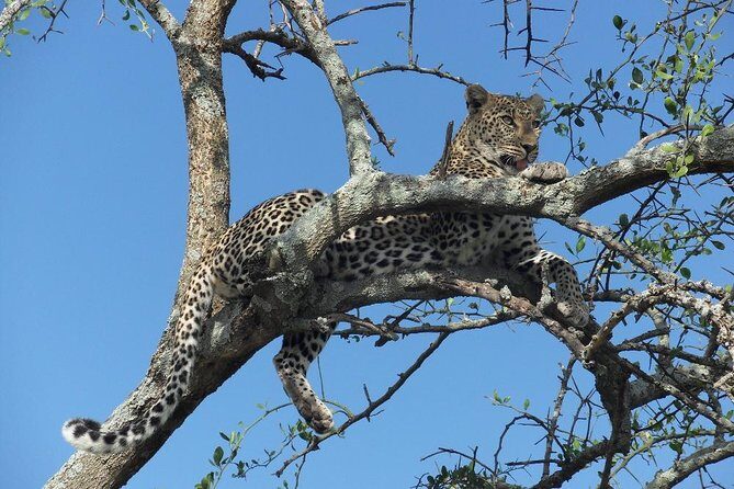 5 Day Serengeti, Tarangire, & Ngorongoro & Manyara Grass Root Safari. - Practicalities and Tips