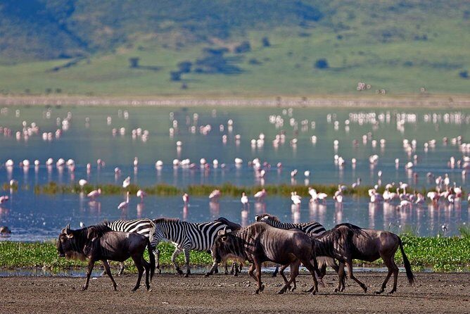 5 Day: Spectacular View of Ngorongoro Crater - Key Points