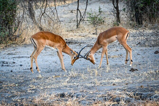 5-Day Tanzania Safari and Scenic Tour - FAQ