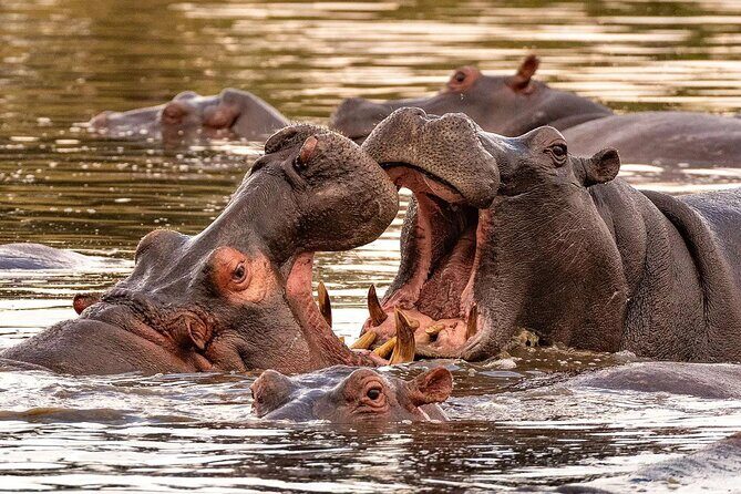 5 Day Tanzania Safari Camping Adventure Private Tour - Practical Tips for Future Travelers