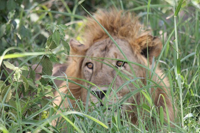 5 Day Tanzania Safari Camping Adventure Private Tour - Who is This Safari Best Suited For?