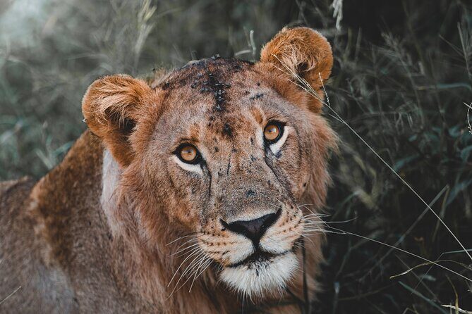 5 Day Tanzania Safari - Key Points