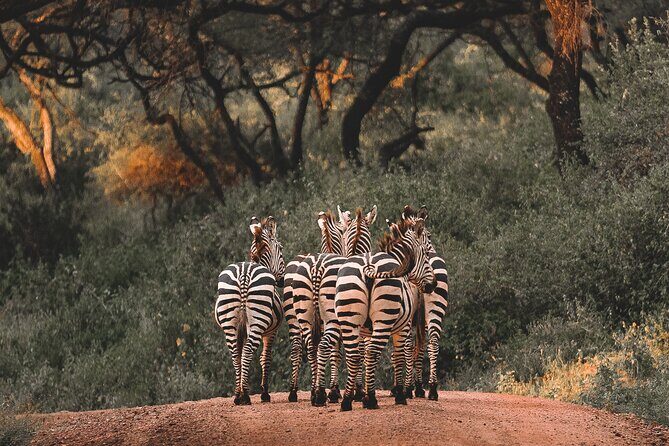 5 Day Tanzania Safari - Why the Guides Make a Difference
