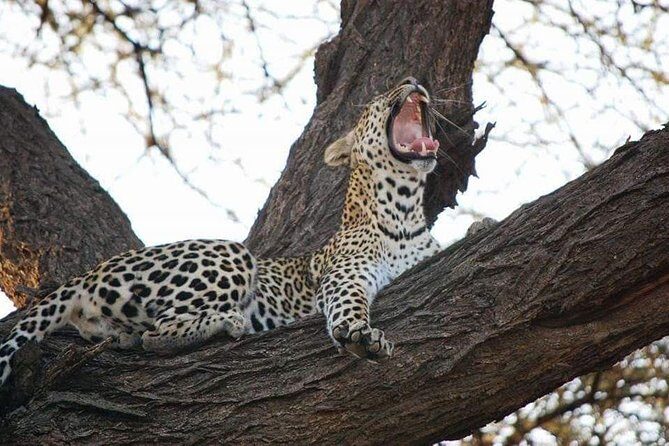 5 Day Tsavo [East & West] Amboseli & Taita Wildlife Park Safari Expedition - Key Points