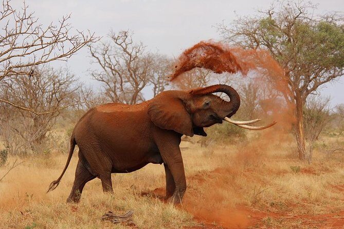 5 Day Tsavo [East & West] Amboseli & Taita Wildlife Park Safari Expedition - FAQ Section