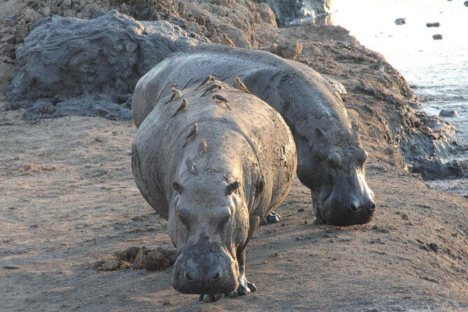 5 Day Victoria Falls and Hwange National Park Accommodated Safari Tour - The Itinerary Breakdown: What to Expect Day-by-Day
