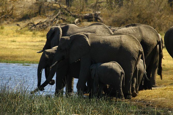 5 Day Victoria Falls and Hwange National Park Accommodated Safari Tour - The Sum Up: Is This Tour Right for You?