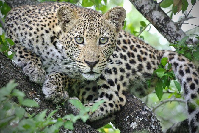 5 Day Victoria Falls and Hwange National Park Accommodated Safari Tour - FAQ