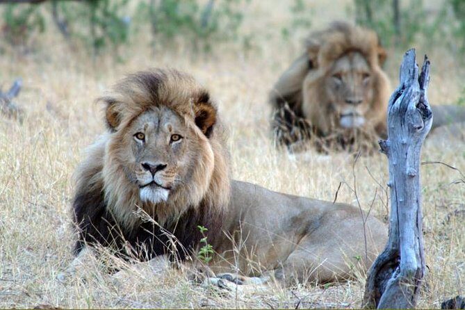 5 Day Victoria Falls and Hwange National Park Accommodated Tour Safari - Discover the Best of Zimbabwe: 5-Day Victoria Falls and Hwange Safari Tour