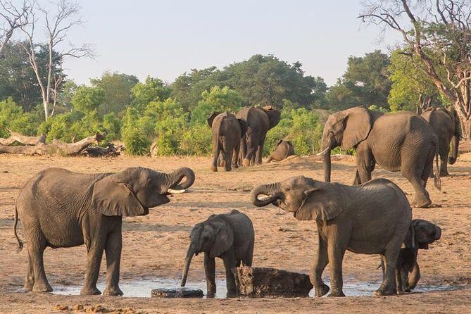5 Day Victoria Falls and Hwange National Park Accommodated Tour Safari - Key Points