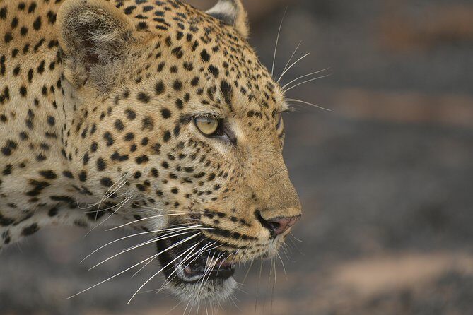 5 Day Wildlife Photographic Safari - Kruger National Park - B1 Photo Safaris - Introduction