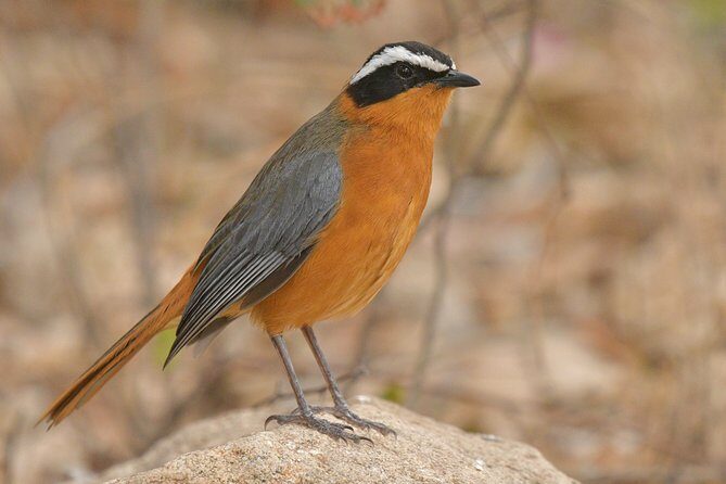 5 Day Wildlife Photographic Safari - Kruger National Park - B1 Photo Safaris - Key Points