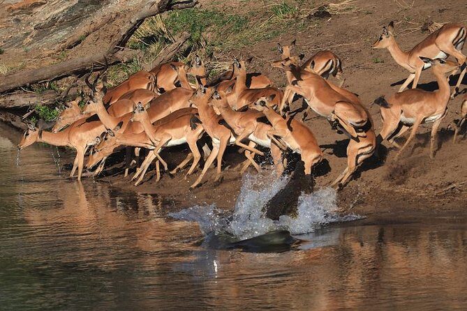 5 Day Wildlife Photographic Safari - Kruger National Park - B1 Photo Safaris - Authentic Experiences from Reviews