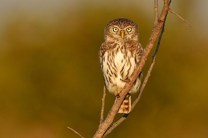 5 Day Wildlife Photographic Safari - Kruger National Park - B1 Photo Safaris - The Value of the Experience