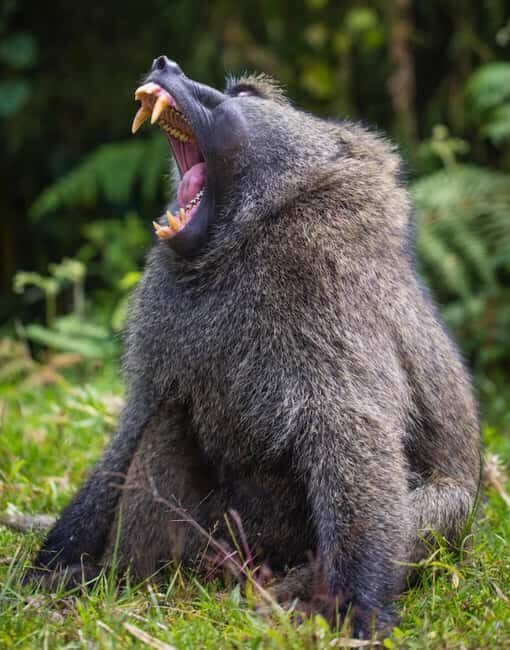 5-Day Wildlife Safari with Kigali City Tour and Lake Kivu. - Discovering Rwanda: A 5-Day Wildlife Safari with Kigali, Akagera, and Lake Kivu
