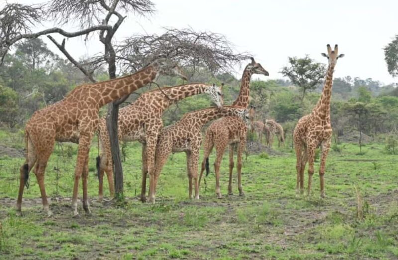 5-Day Wildlife Safari with Kigali City Tour and Lake Kivu. - What’s Included and What’s Not