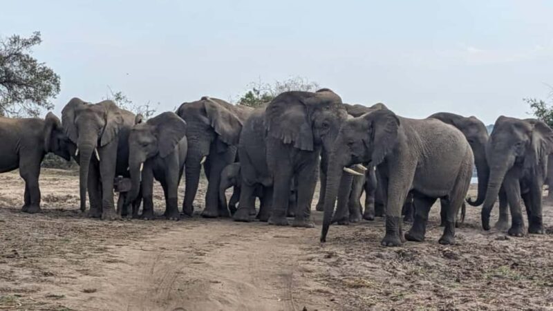 5-Day Wildlife Safari with Kigali City Tour and Lake Kivu. - Final Thoughts: Is This Tour Worth It?
