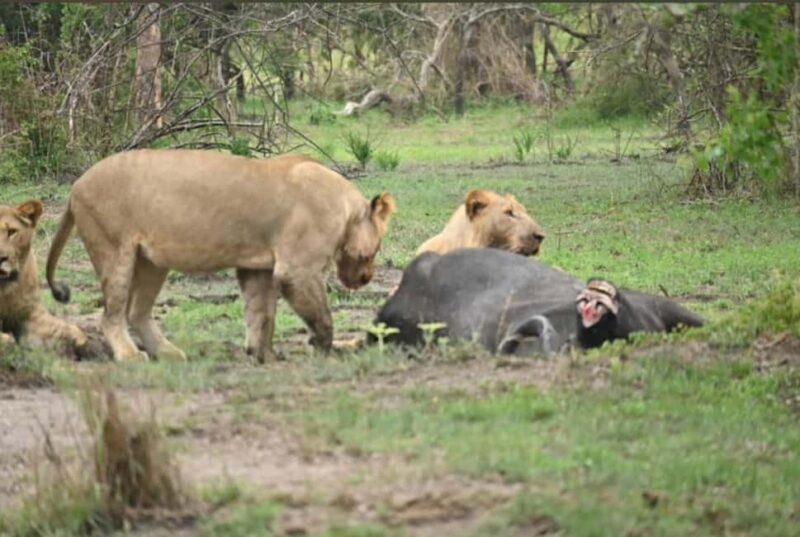 5-Day Wildlife Safari with Kigali City Tour and Lake Kivu. - FAQs