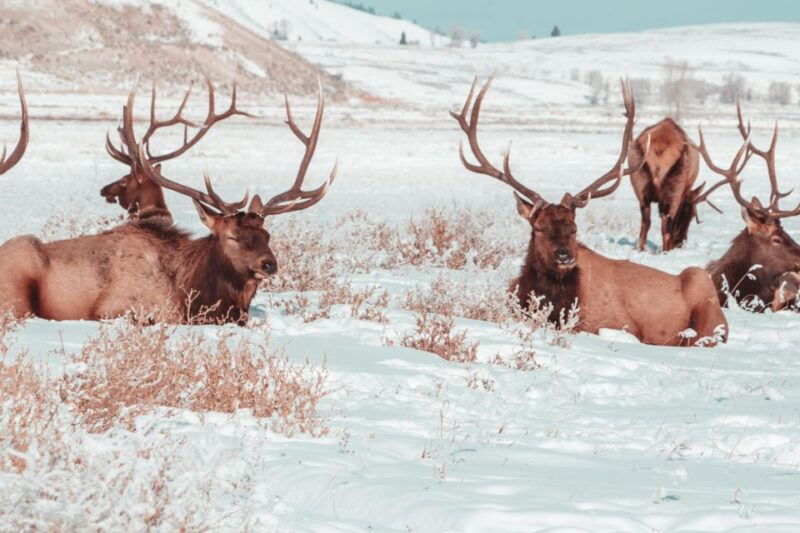 5-day-winter-yellowstone-wildlife-tour