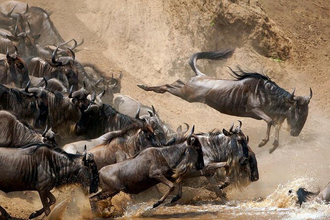 5 Days / 4 Nights Join group safari - Costs versus Value