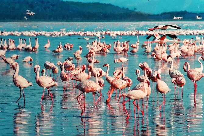 5 Days/4 Nights Kenya Safari - Introduction: A Safari Experience Worth Considering
