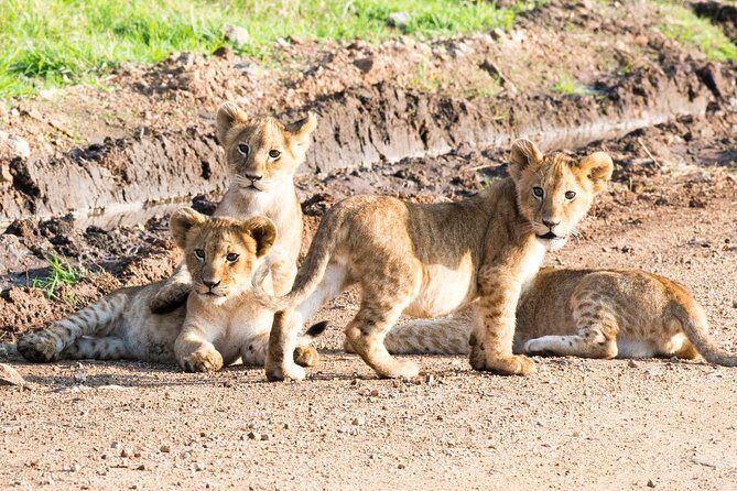 5 Days/4 Nights Kenya Safari - Final Thoughts