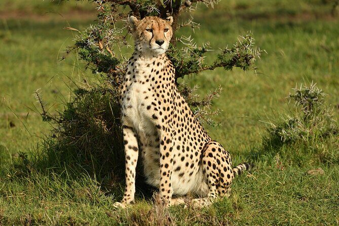 5 Days 4 Nights Lake Naivasha & Masai Mara Luxury Kenya Safari - FAQs
