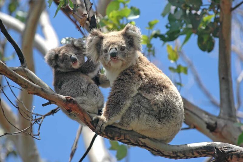 5 Days 4 Nights: Melbourne Package tour - Exploring the 5-Day Melbourne Package Tour: What You Need to Know