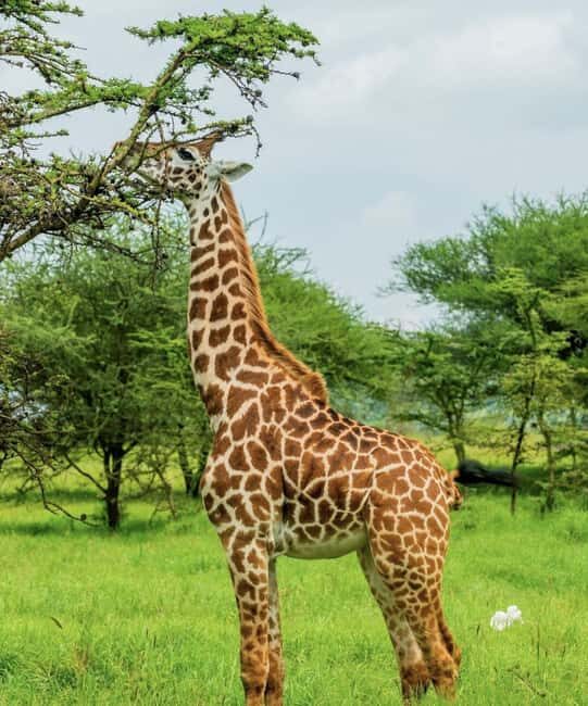 5 Days 4 Nights Northern Circuit Safari - What to Expect from the 5-Day Northern Circuit Safari