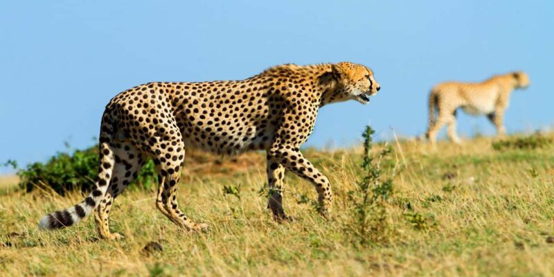 5 Days 4 Nights Northern Circuit Safari - The Experience of Traveling with Kili Peak