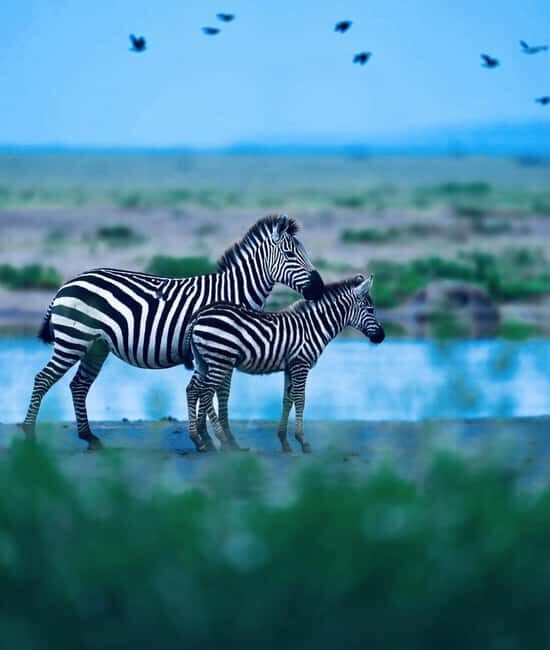 5 Days 4 Nights Northern Circuit Safari - Final Thoughts