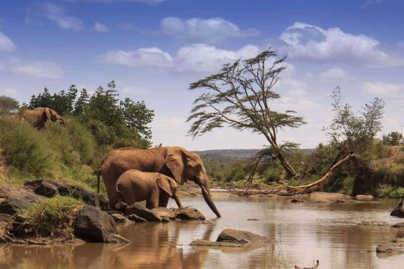 5-Days 4 Nights Safari to Samburu & Ol pejeta Conservancy - Key Points
