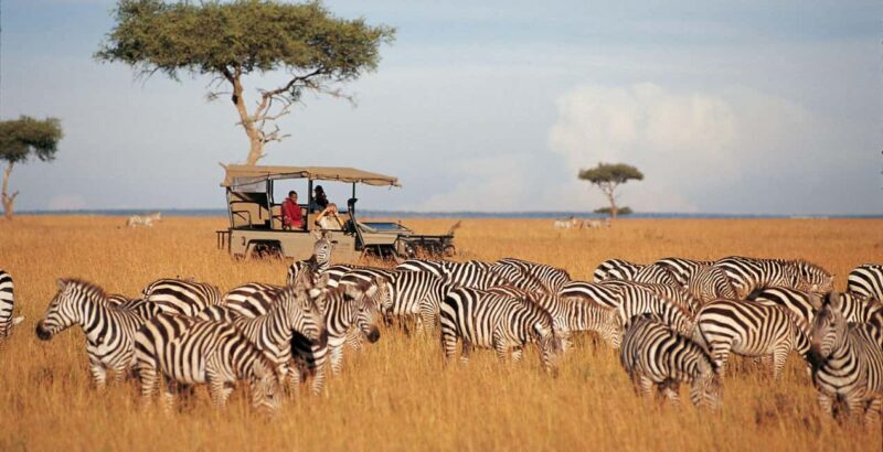 5-Days 4 Nights Safari to Samburu & Ol pejeta Conservancy - An In-Depth Look at the Safari Itinerary
