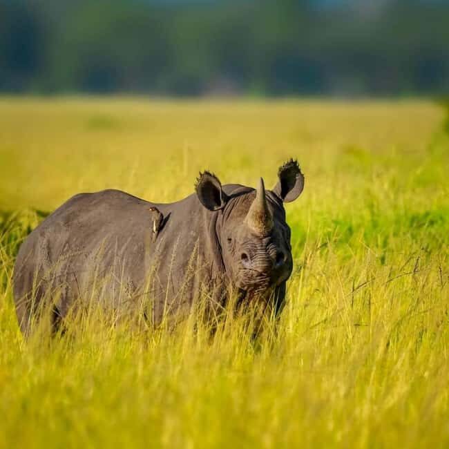 5-Days 4 Nights Safari to Samburu & Ol pejeta Conservancy - FAQs