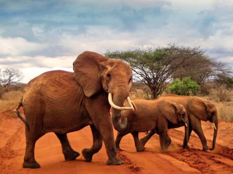 5 Days 4 nights Safari to Tsavo East,Tsavo West and Amboseli - Key Points