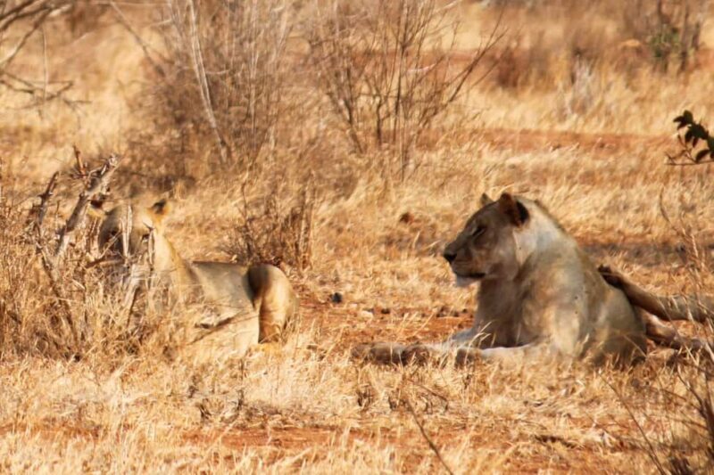 5 Days 4 nights Safari to Tsavo East,Tsavo West and Amboseli - An Overview of the 5-Day Kenya Safari