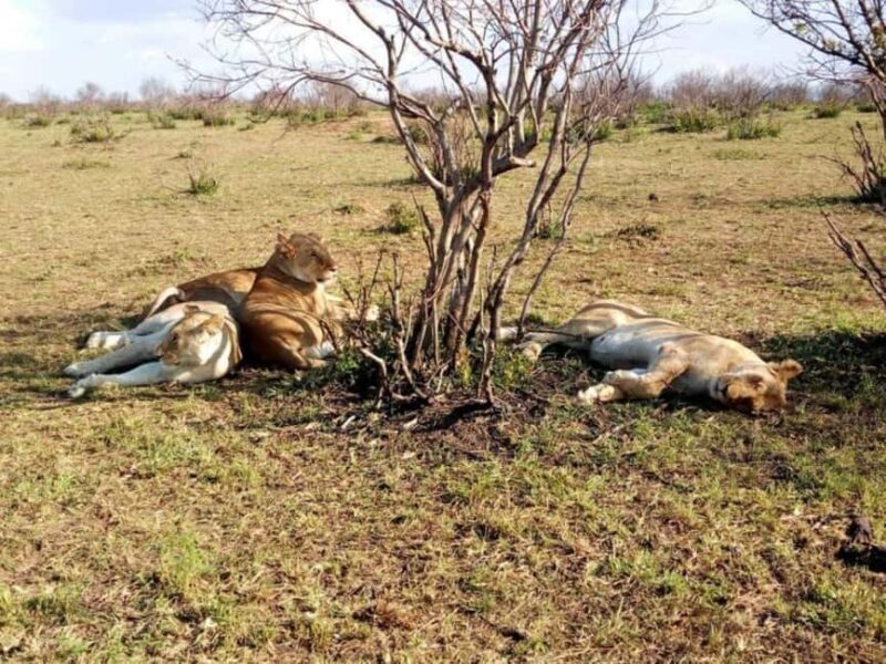5 Days 4 nights Safari to Tsavo East,Tsavo West and Amboseli - Day 3: From Amboseli to Tsavo West