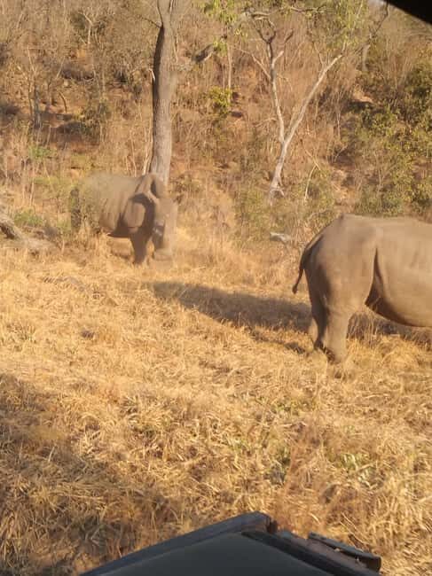 5 Days 4 Nights Safari Tour In Madikwe And Pilanersbeg - Introduction to South African Safari Luxury