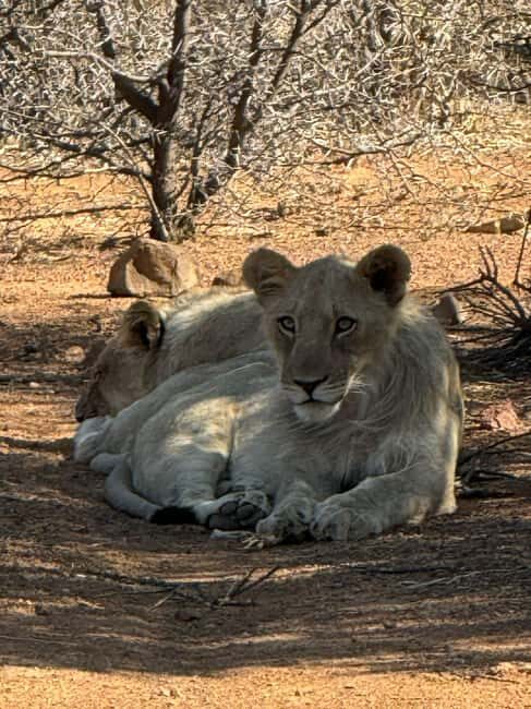 5 Days 4 Nights Safari Tour In Madikwe And Pilanersbeg - Who Will Love This Tour?