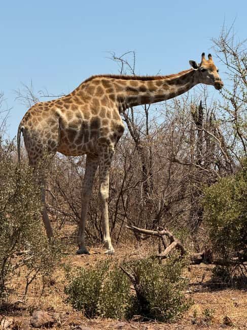 5 Days 4 Nights Safari Tour In Madikwe And Pilanersbeg - Frequently Asked Questions
