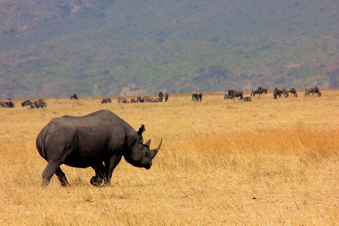 5 Days 4 Nights Tarangire, Serengeti , Ngorongoro & Manyara Wildlife Safari - The Value of the Tour