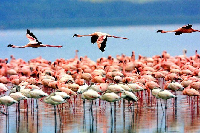 5 Days 4 Nights Tarangire, Serengeti , Ngorongoro & Manyara Wildlife Safari - Who Is This Safari Best For?