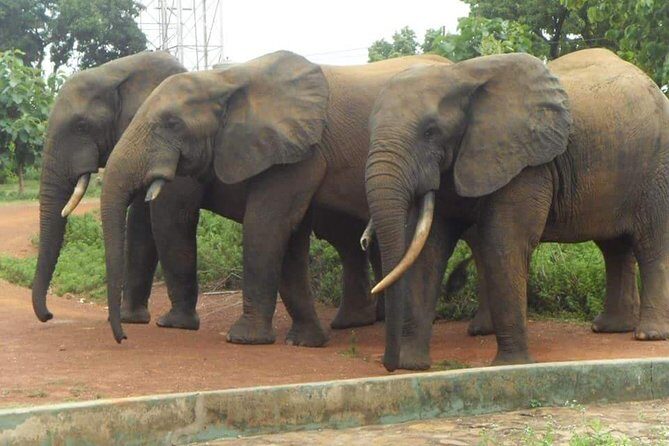 5 Days Adventurous Wildlife Safari - A Closer Look at the Itinerary